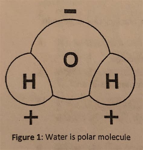 Biology Ocr A Level Biological Molecules Water Flashcards Quizlet