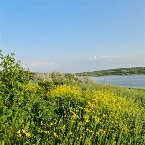 Um Campo De Flores Amarelas Fica Ao Lado De Um Lago E A Grama Verde