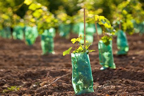 Saut aptitude Intention planter pied de vigne jardin Cranté le pape