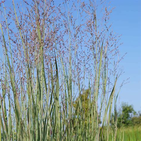 Panicum virgatum Heavy Metal Bläuliche Rutenhirse BXS8Q9 01