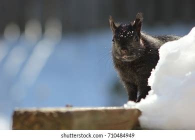 Squirrel Snow Stock Photo 710484949 | Shutterstock