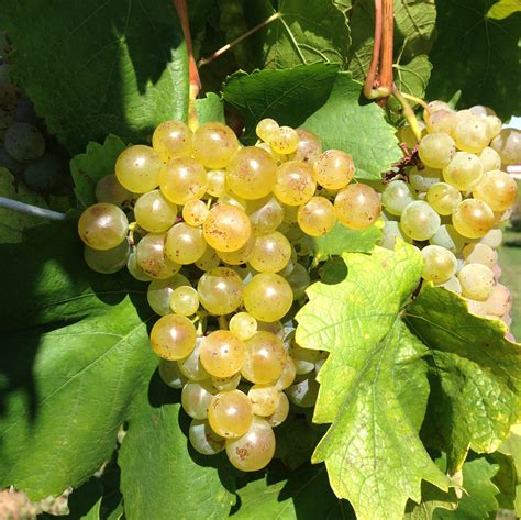 interesting facts  muscat grape winetourismcom