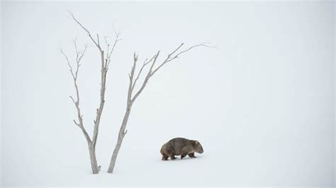 Australia's winter wonderland | BBC Earth