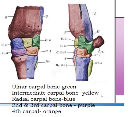 Gross Anatomy Ii Final Exam Flashcards Quizlet