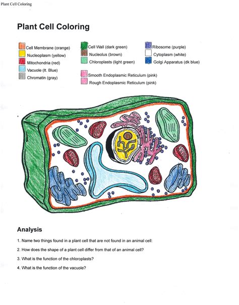 Plant Cell Coloring Labeled