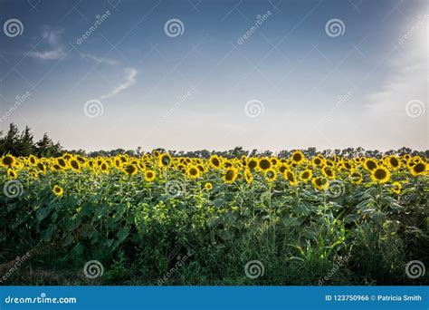 Kansas sunflower field stock photo. Image of kansas - 123750966