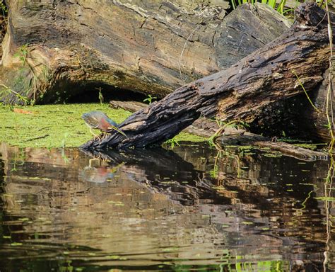 Bildet Tre Vann Natur Stein Myr Sump Villmark Elv Dam