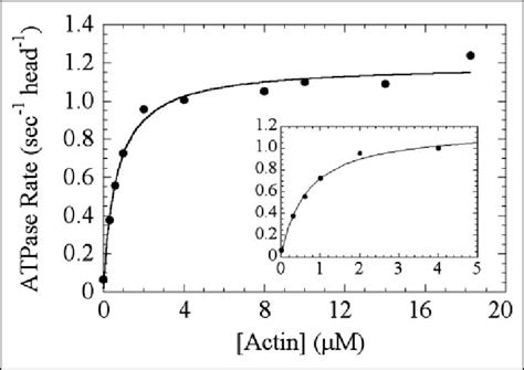 Steady State Atpase Activity Of Myosin Viib Shown Is The Actin