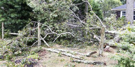 How to Clean Up Your Yard After a Hurricane - LawnStarter