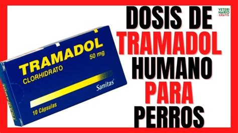 Tramadol 50 Mg Para Perros Todo Lo Que Necesitas Saber