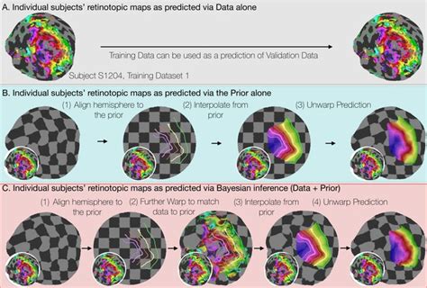 Figures And Data In Bayesian Analysis Of Retinotopic Maps Elife