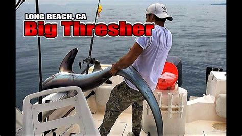 Thresher Shark Fishing Caught Out Of Long Beach California YouTube