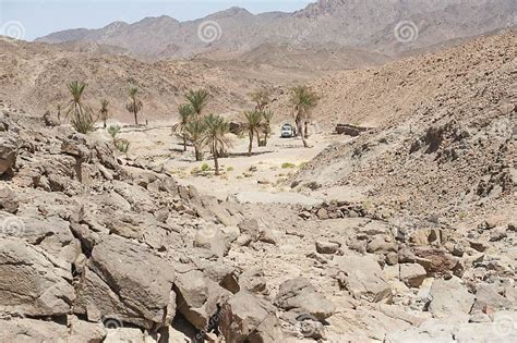 Oasis With Palm Trees In An Desert Valley Stock Image Image Of Desert