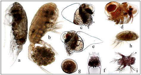 Freshwater Zooplankton Identification