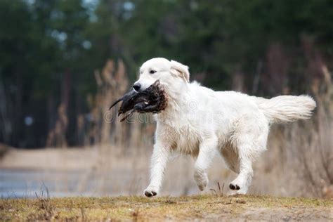 Hunting Golden Retriever Dog Carrying a Duck Stock Photo - Image of field, hunting: 87774740