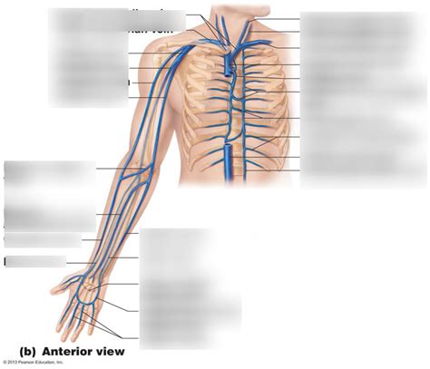 Arm Thorax Veins Diagram Quizlet