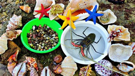 Wow Seru Mencari Kelomang Super Raksasa Ikan Hias Laut Bintang Laut