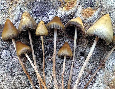 Spitzkegeliger Kahlkopf Psilocybe Semilanceata Magic Mushrooms AWL Ch