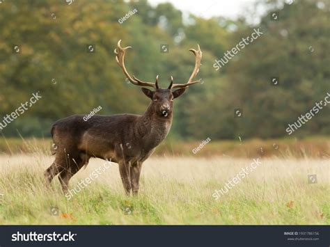 Closeup Fallow Deer Stag Standing Field Stock Photo 1931786156