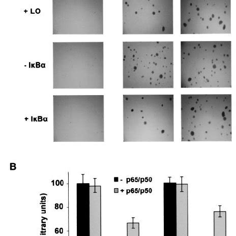 Lo Mediated Inhibition Of Oncogenic Ras Focus Forming Activity Can Be