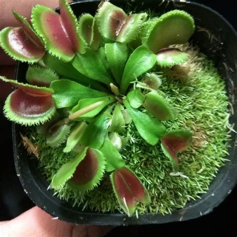 Jual Promo Tanaman Karnivora Venus Flytrap Shopee Indonesia