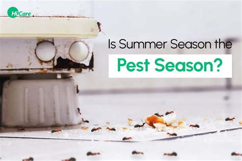 Summer Pest Control 5 Reasons Why Pests Loves The Summer Season