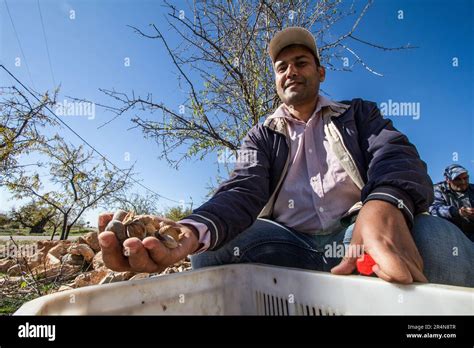 Farmer showing Harvesting Almonds from an Almond Tree Stock Photo - Alamy