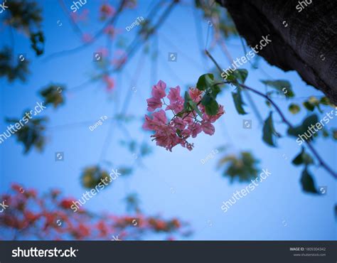 Peaceful Corner Flowery Garden Stock Photo 1809304342 Shutterstock