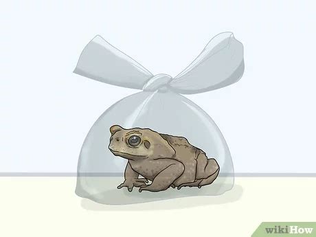 Ways To Get Rid Of Toads In Your Yard Wikihow Off