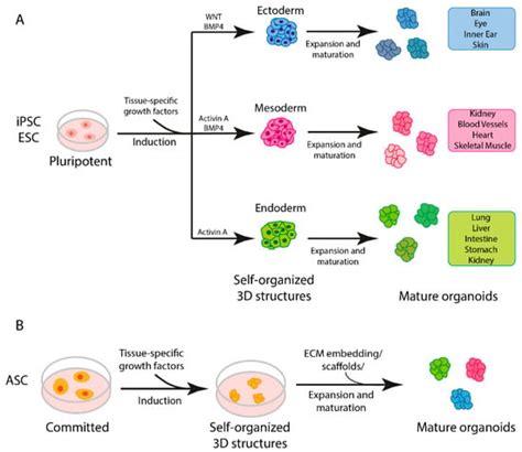 Organoids And Ipsc Based Models Encyclopedia Mdpi