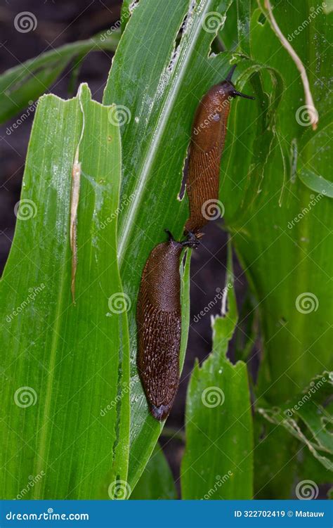 Slugs damaging maize stock image. Image of agricultural - 322702419