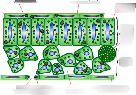 Biology Leaf Structure Diagram Quizlet