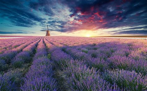 Fototapeten Lavendel Bei Sonnenuntergang Ab 11 83