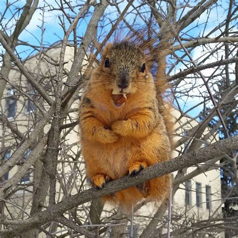 19 Fat Squirrels That Totally Over Ate This Winter