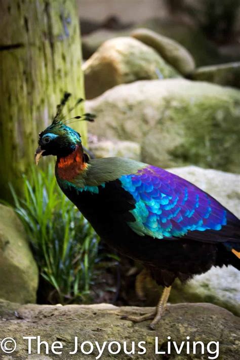 SB Zoo: Himalayan Monal Pheasant