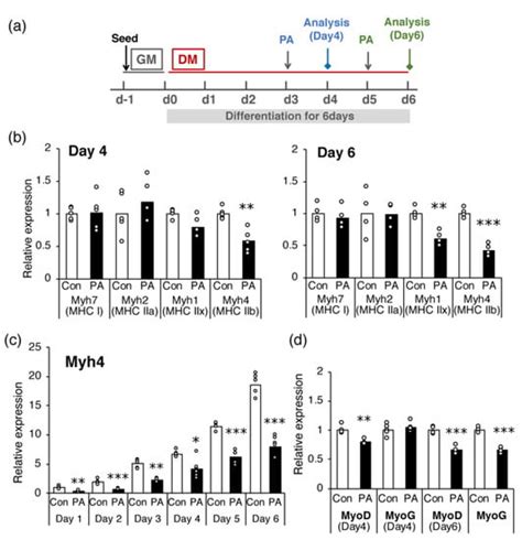 Ijms Free Full Text Palmitic Acid Inhibits Myogenic Activity And