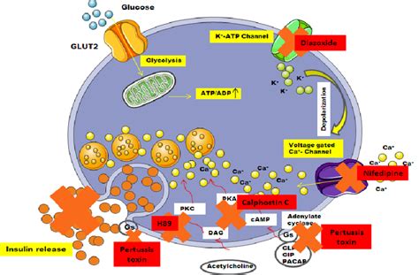 Insulin Secretion Mechanism