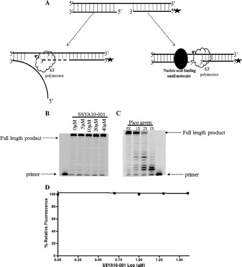 Determination Of Nucleic Acid Binding Of Ssya A Klenow