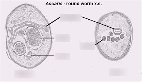 Diagram Of Ascaris Cross Section Diagram Quizlet