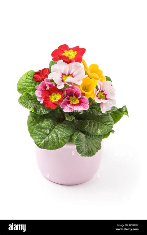 Colorful Primrose In Ceramic Pot Stock Photo Alamy