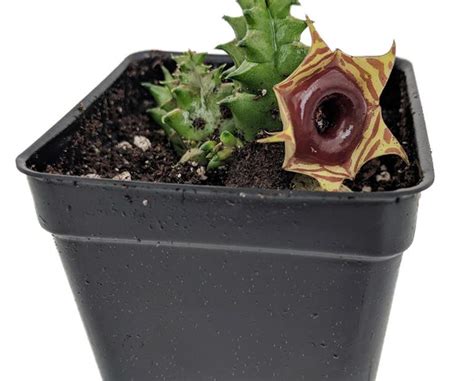 🍬 How to Get a Lifesaver Cactus to Bloom