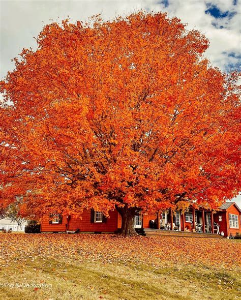 Vermont Fall Foliage Home Tour | Dabbling & Decorating