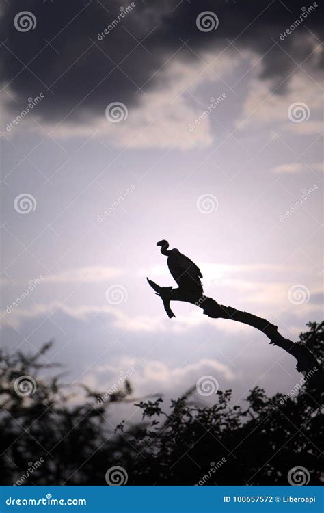 Vulture silhouette stock photo. Image of safari, africa - 100657572