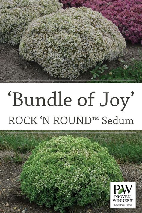 Sedum Rock N Round Bundle Of Joy Sedum Proven Winners Perennials