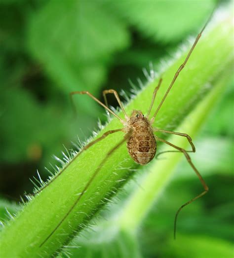 Harvestman The Harvestman Is Very Distinctive With A Round Flickr