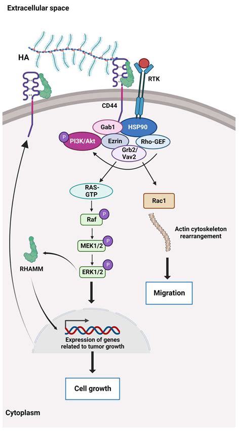 The Ha Dependent Cd Signalling Cd And The Receptor For Hyaluronic