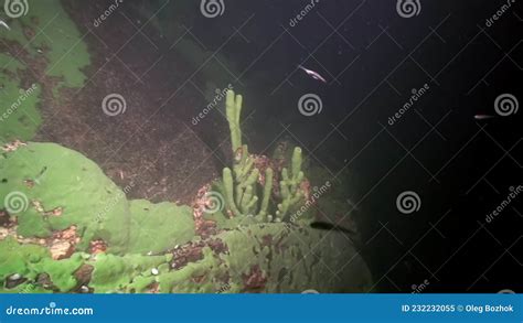 Porifera Sea Sponge Lubomirskiidae And Spongillidae Underwater Of Lake