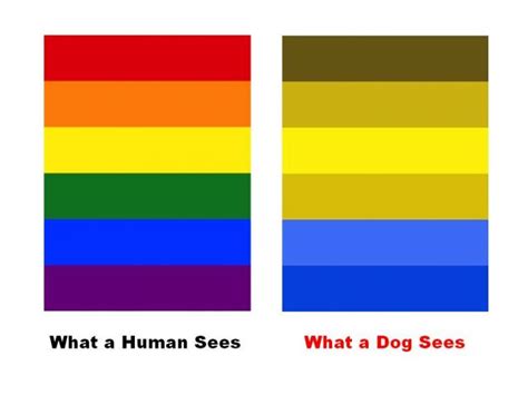 Do Dogs Actually Use Color Vision? | Psychology Today