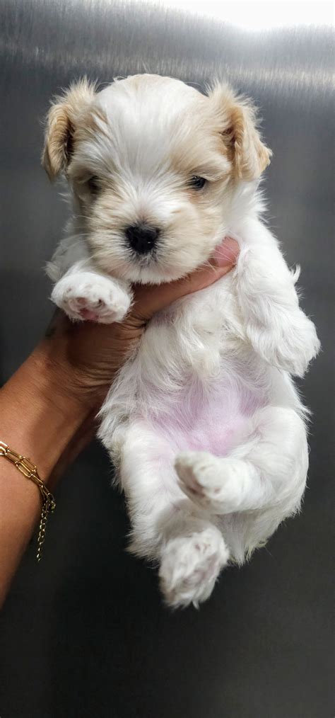 YorkieLover in Virginia | Maltese and Yorkshire Terrier puppies | Good Dog