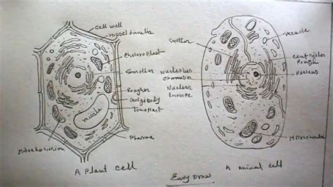 Simplified Labeled Diagram of an Animal Cell